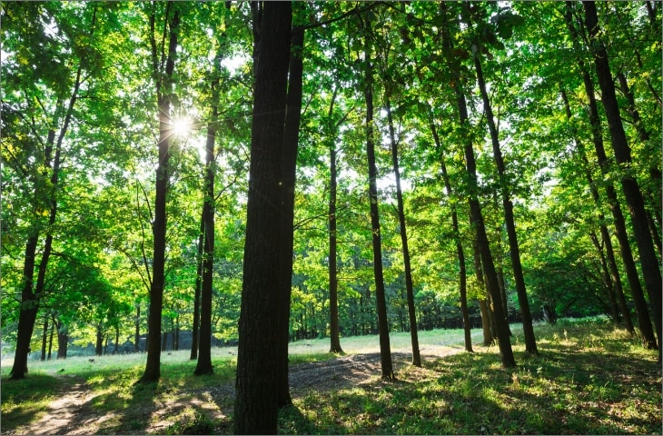 bos met bomen